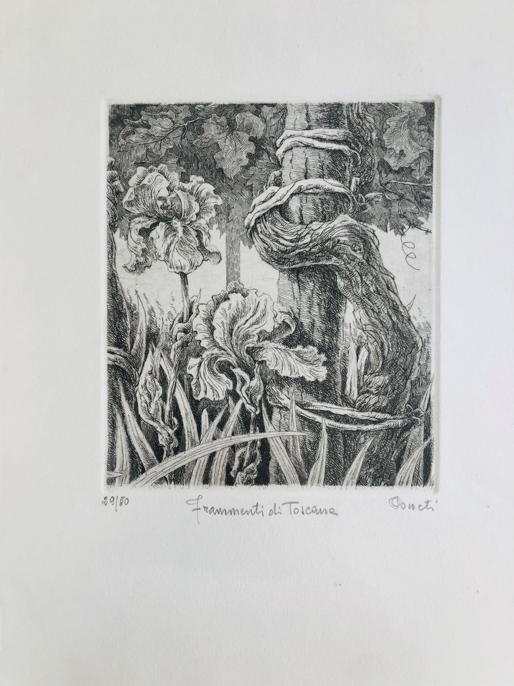 Original Botanical Etching - Fragments of Tuscany