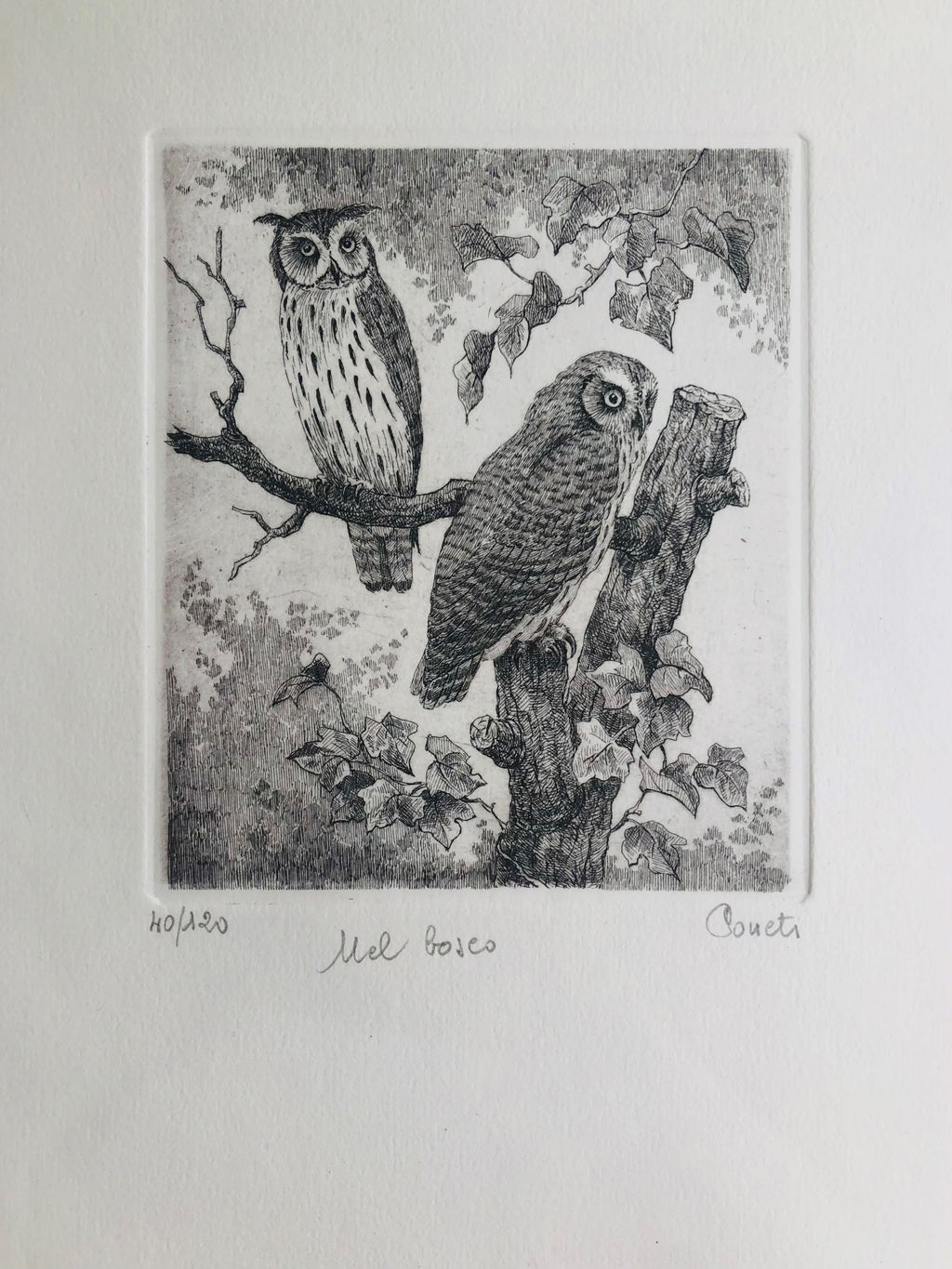 Original Botanical Etching - Owls in the Woods