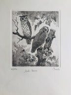 Original Botanical Etching - Owls in the Woods