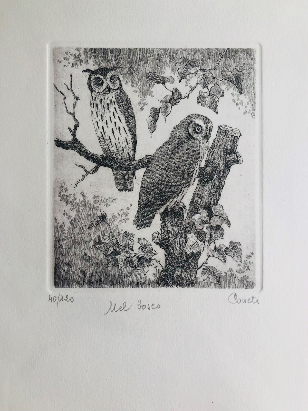 Original Botanical Etching - Owls in the Woods