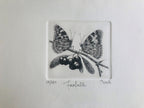 Original Botanical Etching - Butterfly