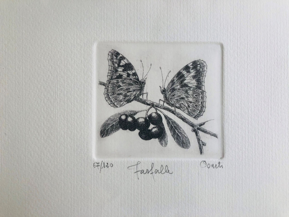 Original Botanical Etching - Butterfly