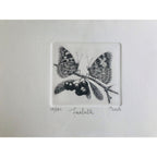 Original Botanical Etching - Butterfly
