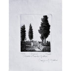 Original Tuscany Etching - Cypress Pines